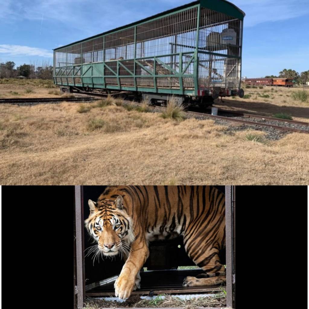 Crónica de los tigres encerrados en San Luis y trasladados a África