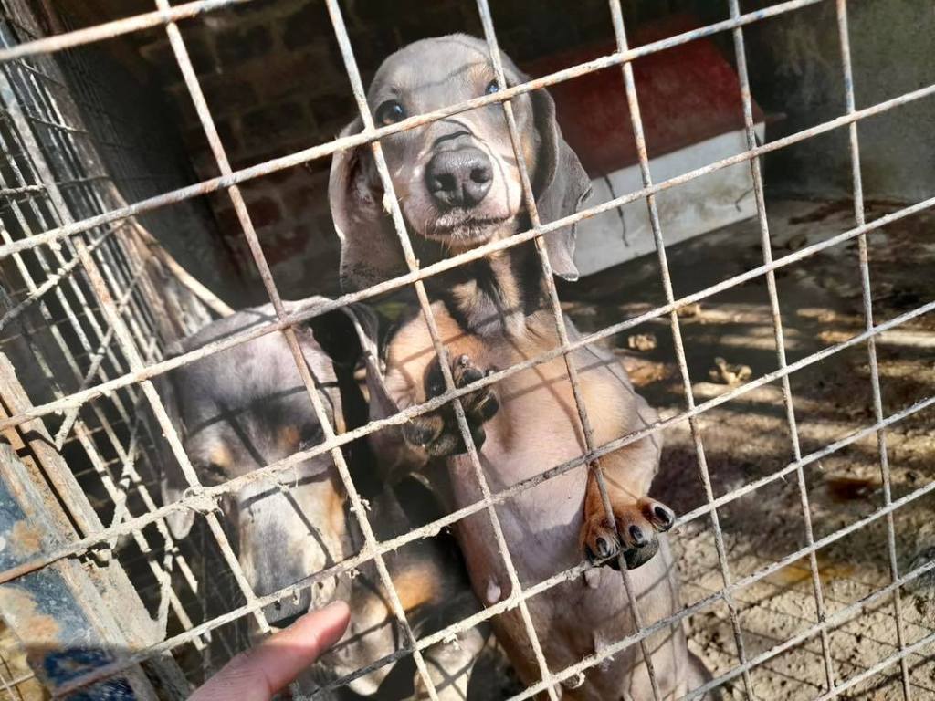 Rescatan a 100 perros ‘salchicha’ de un criadero ilegal de Temperley