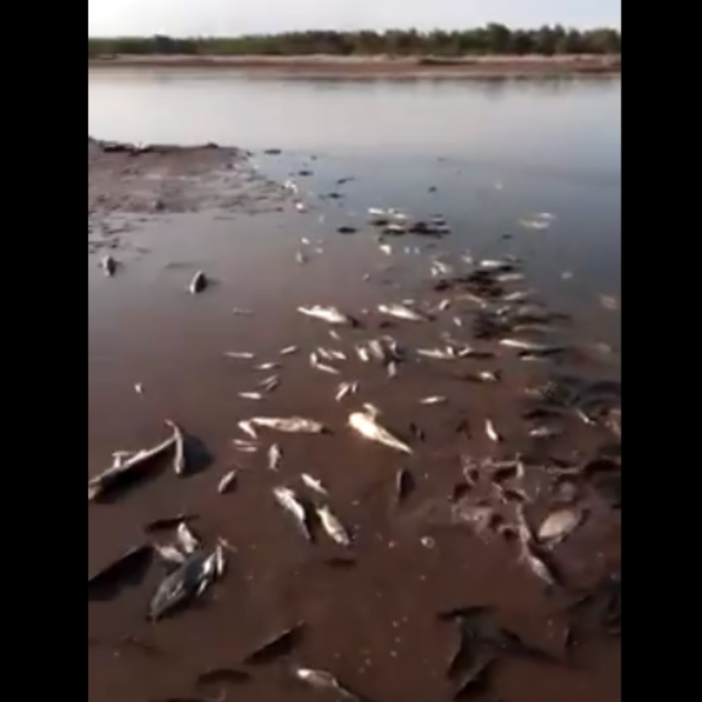 Salta: denuncian mortandad de peces por contaminación en el río Bermejo